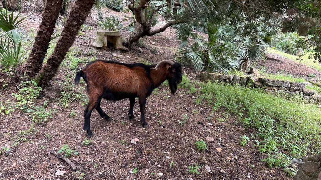 Mallorca 2026 - 2026-04-13